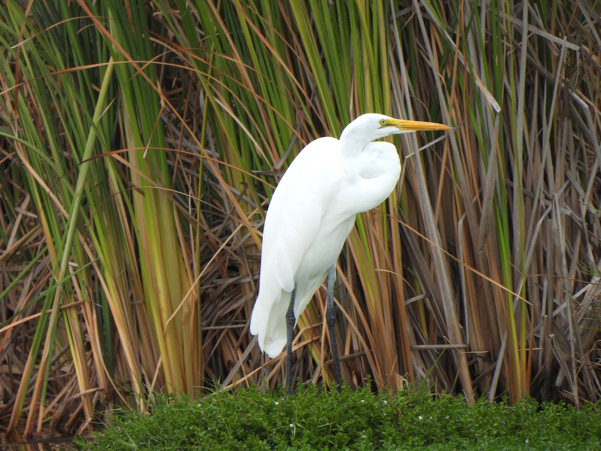 Great Egret - ML646034613