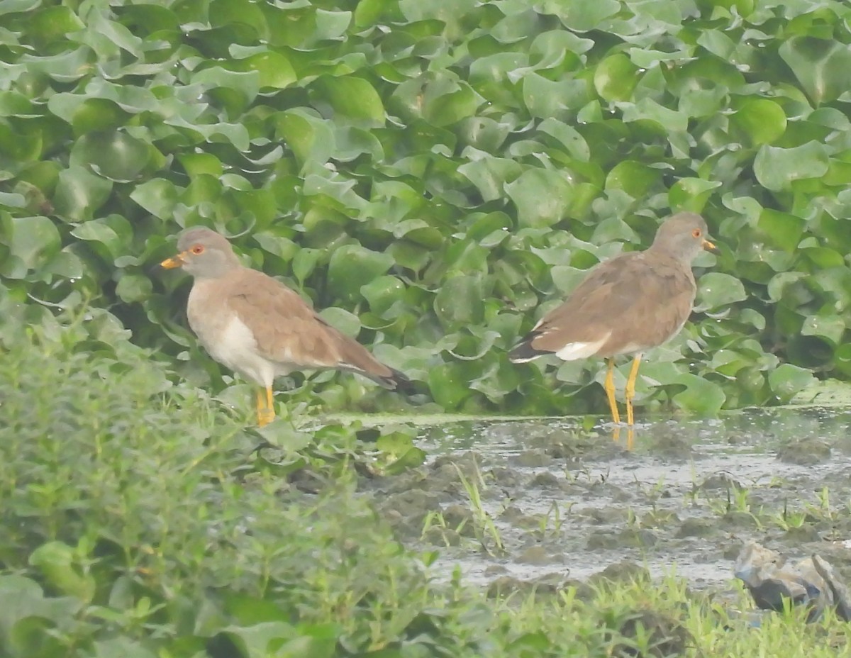 Gray-headed Lapwing - ML646034615