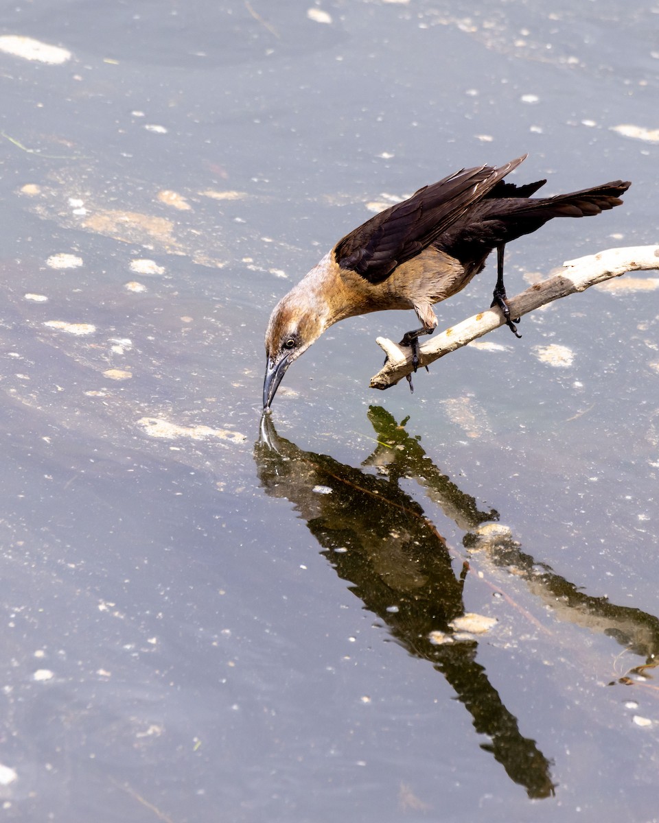 Great-tailed Grackle - ML646034617