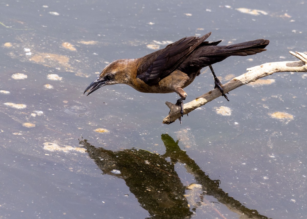Great-tailed Grackle - ML646034618