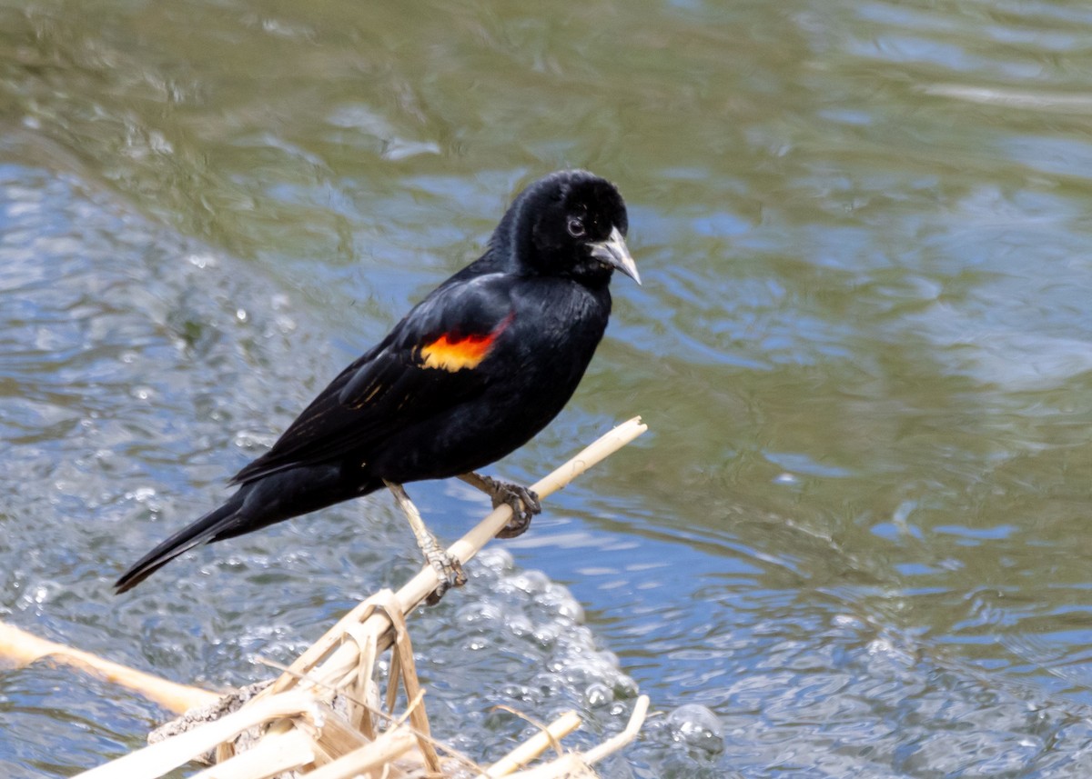 Red-winged Blackbird - ML646034622