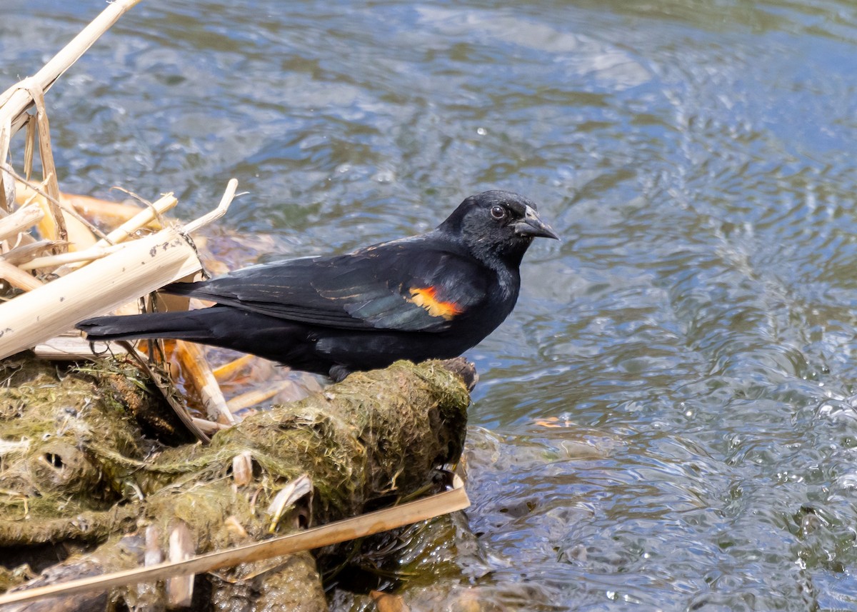 Red-winged Blackbird - ML646034623