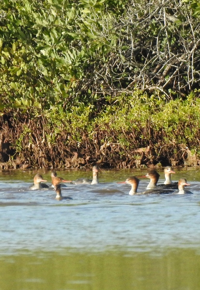 Red-breasted Merganser - ML646034624