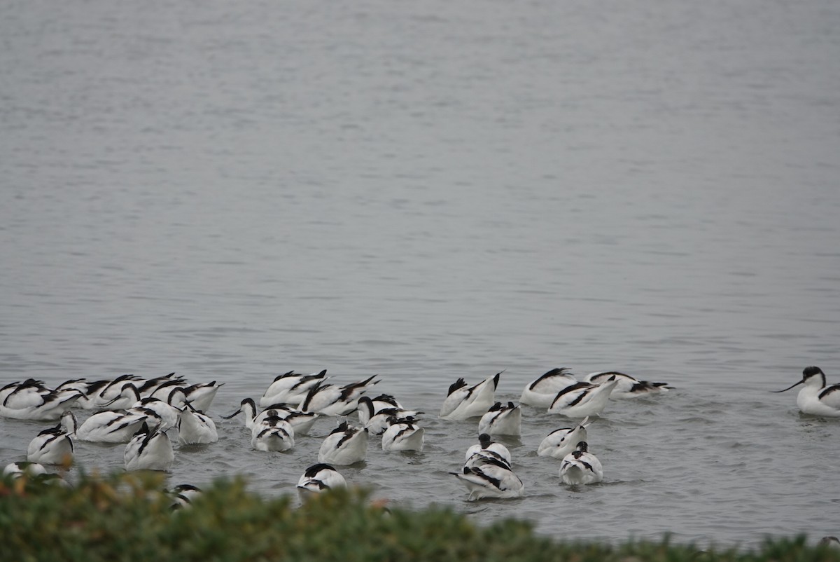 Pied Avocet - ML646034625