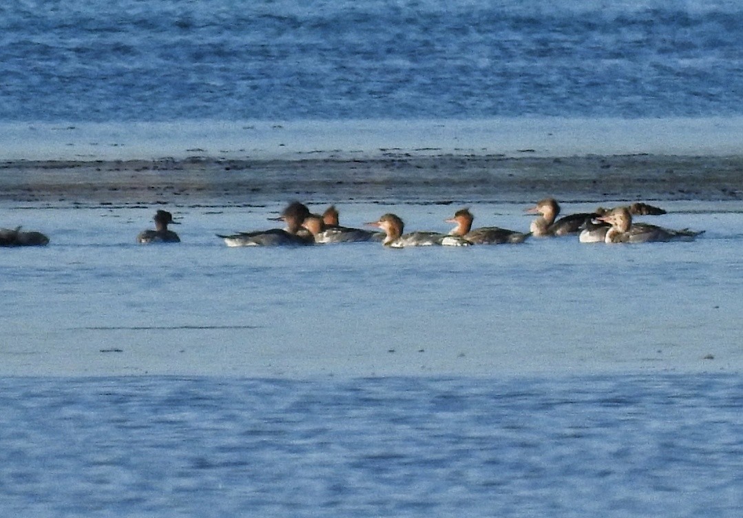 Red-breasted Merganser - ML646034626
