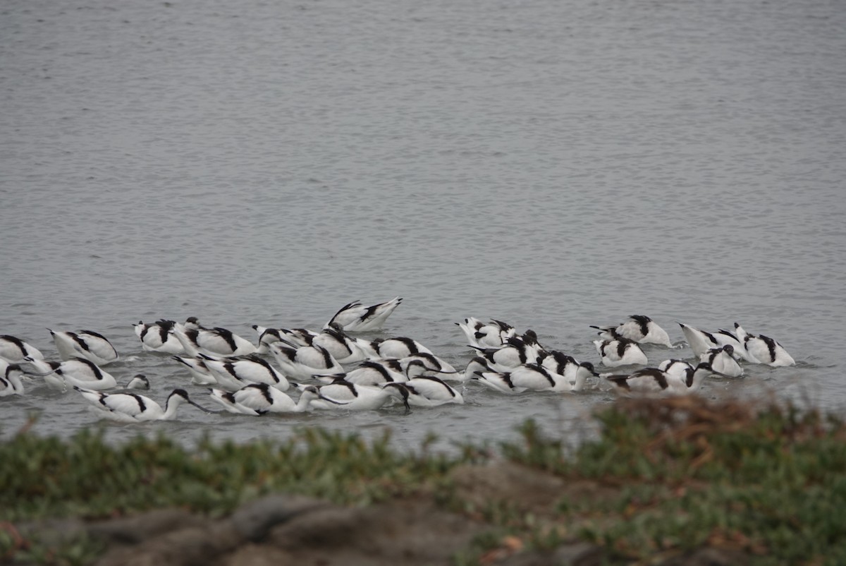 Pied Avocet - ML646034632