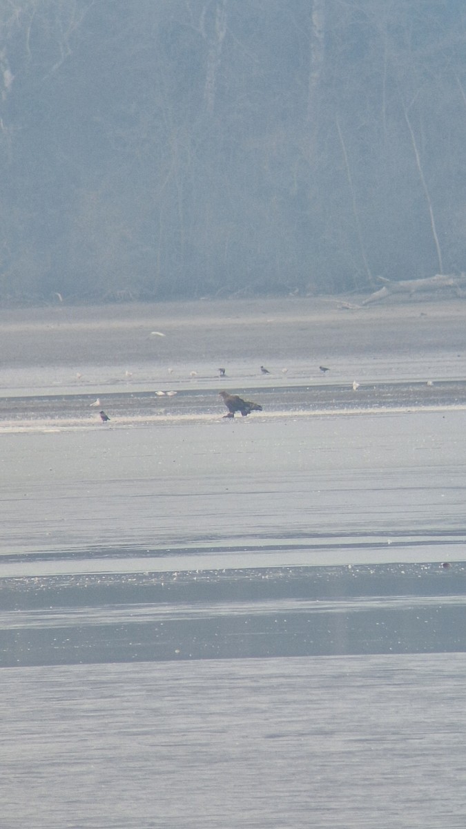 White-tailed Eagle - ML646034633