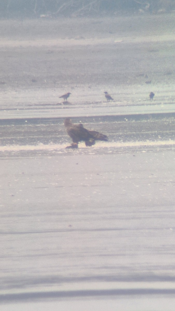 White-tailed Eagle - ML646034634