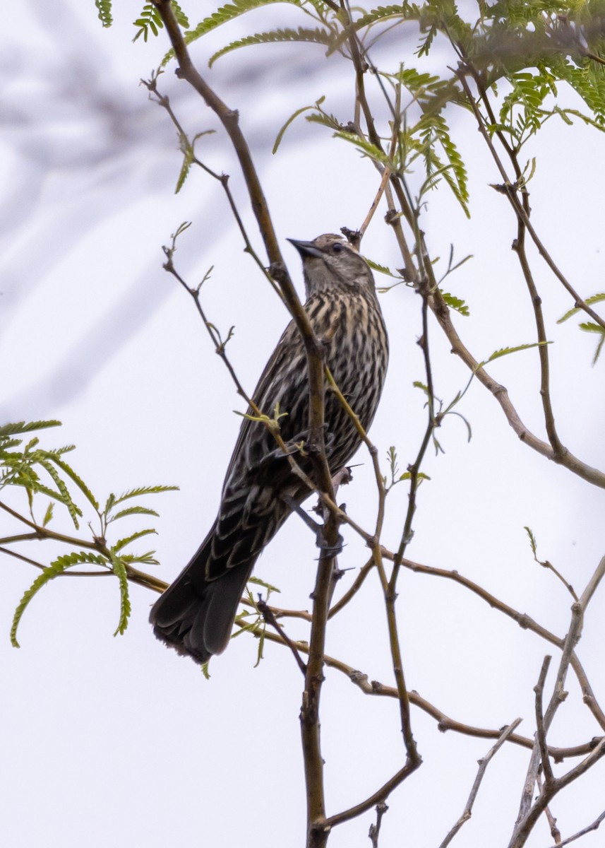 Red-winged Blackbird - ML646034635