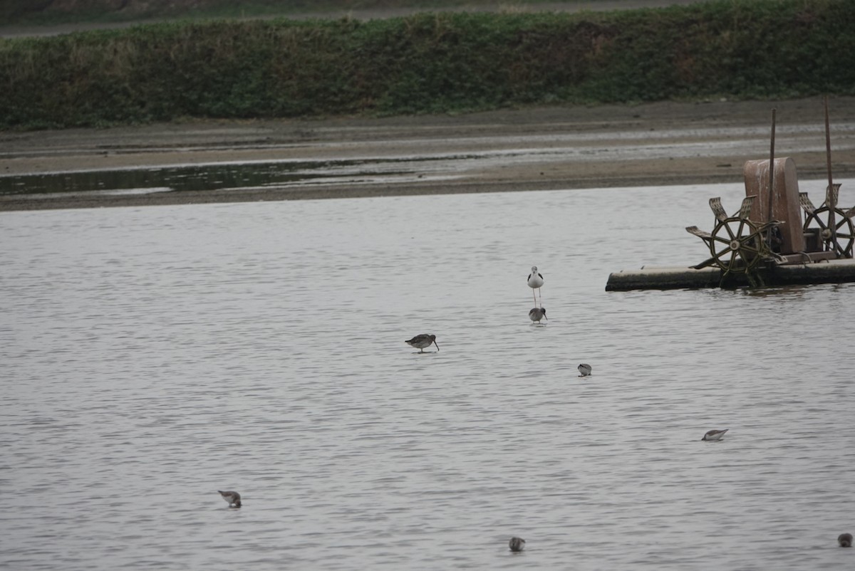 Long-billed Dowitcher - ML646034636