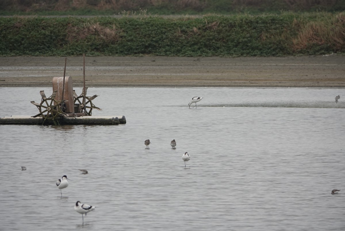 Long-billed Dowitcher - ML646034640