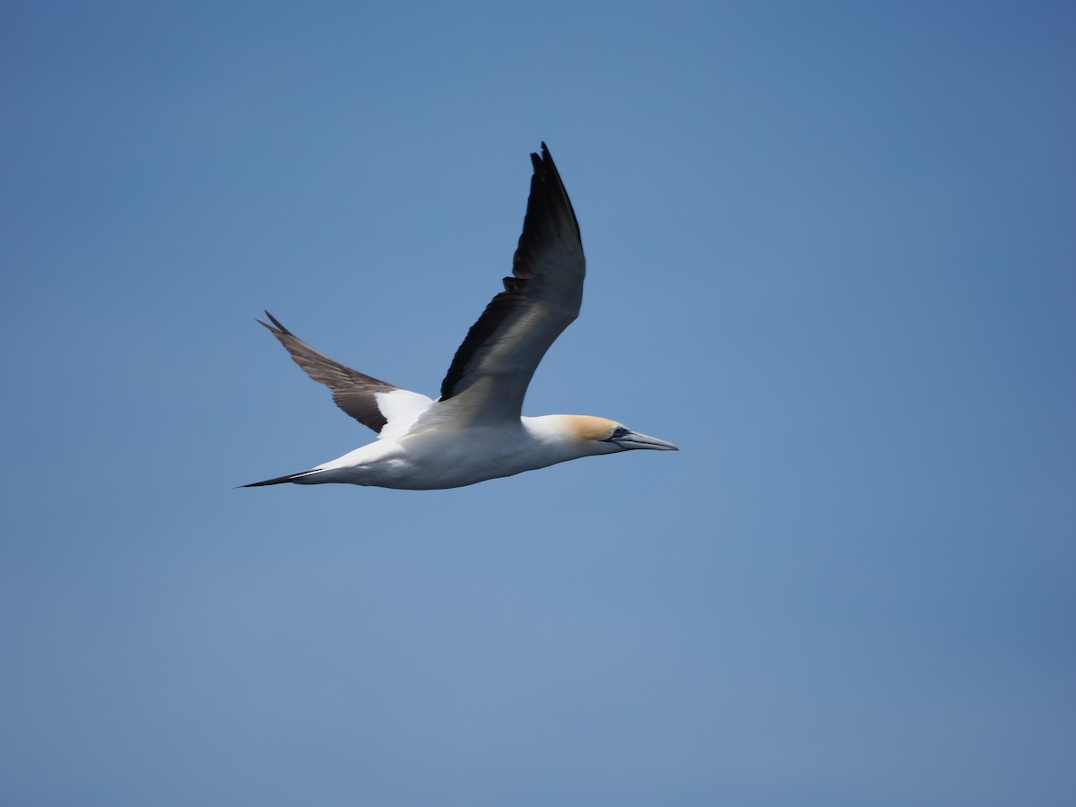 Australasian Gannet - ML646034651