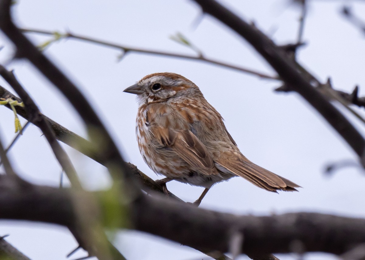 sangspurv - ML646034653