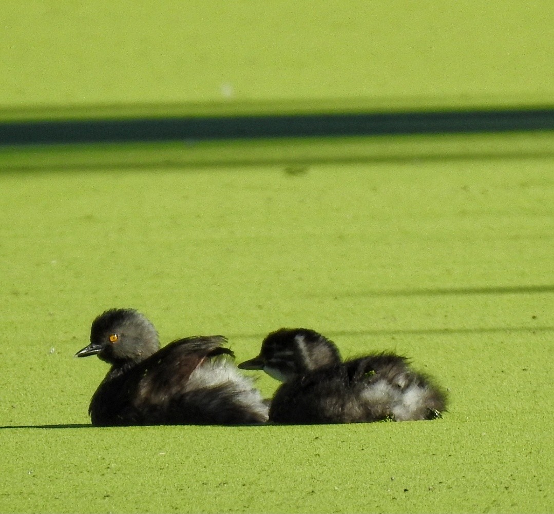 Amerika Küçük Batağanı - ML646034655