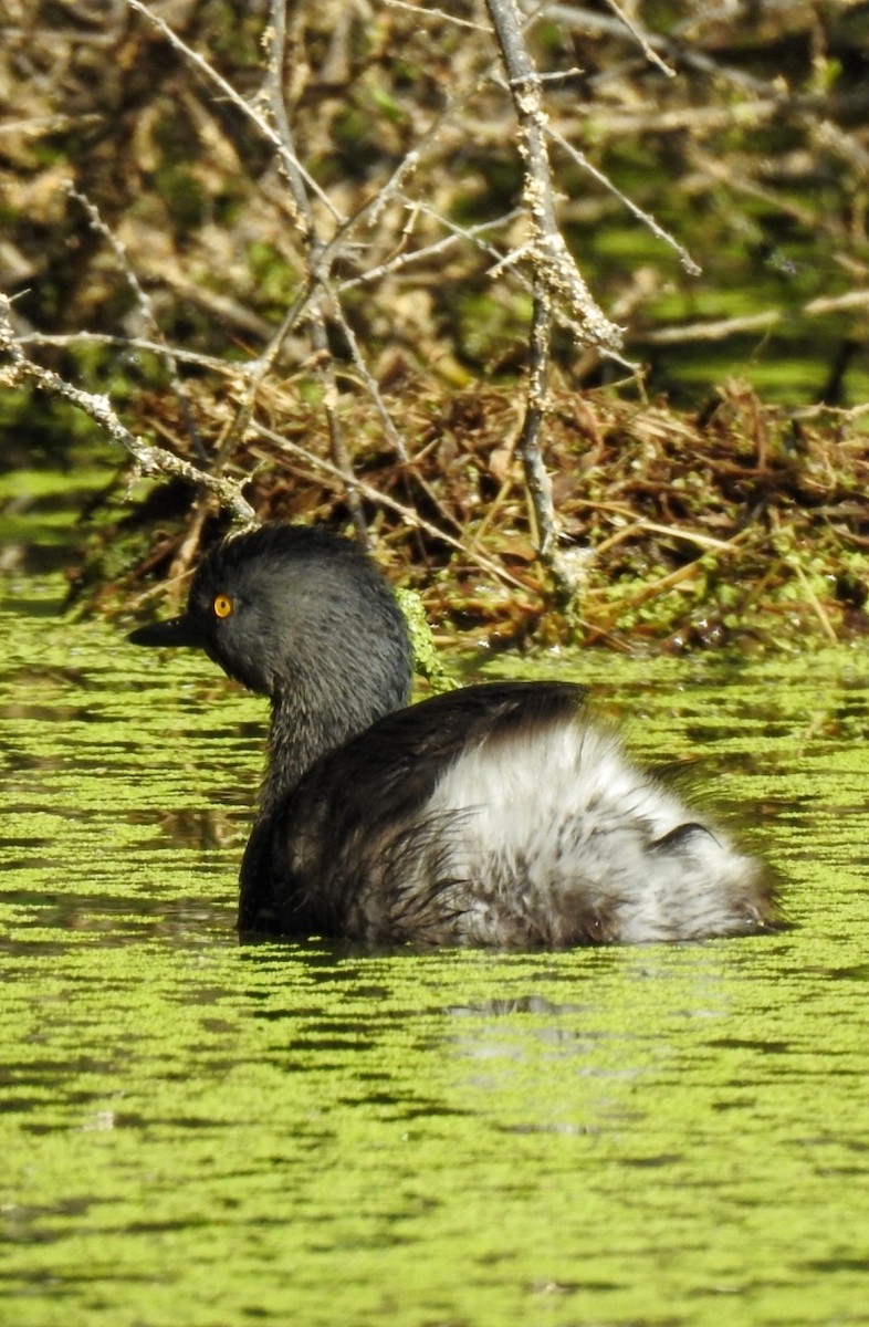 Amerika Küçük Batağanı - ML646034656