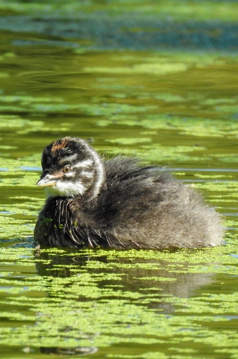 Amerika Küçük Batağanı - ML646034657