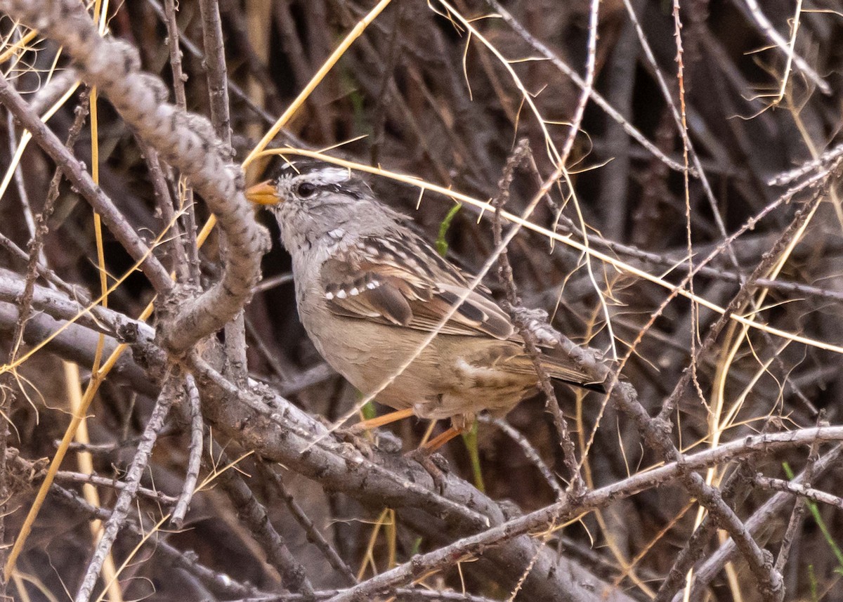 Porsuk Serçesi - ML646034659