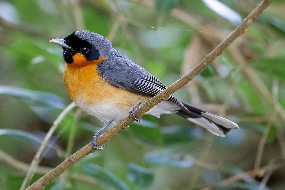 Australian Spectacled Monarch - ML646034660