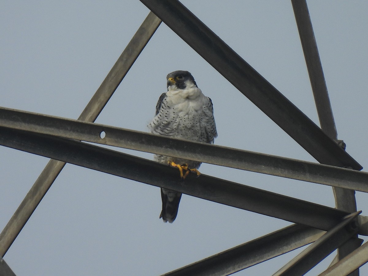 Peregrine Falcon - ML646034670