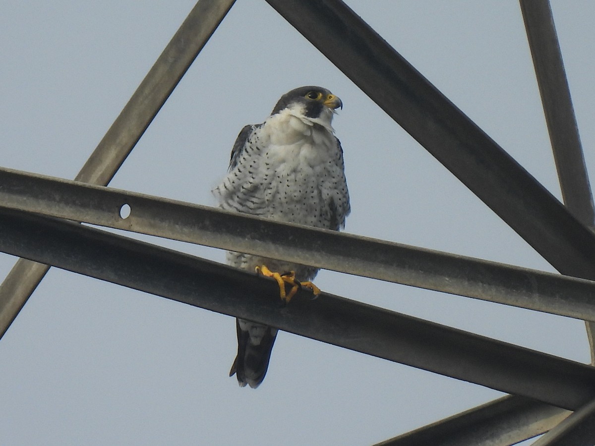 Peregrine Falcon - ML646034671