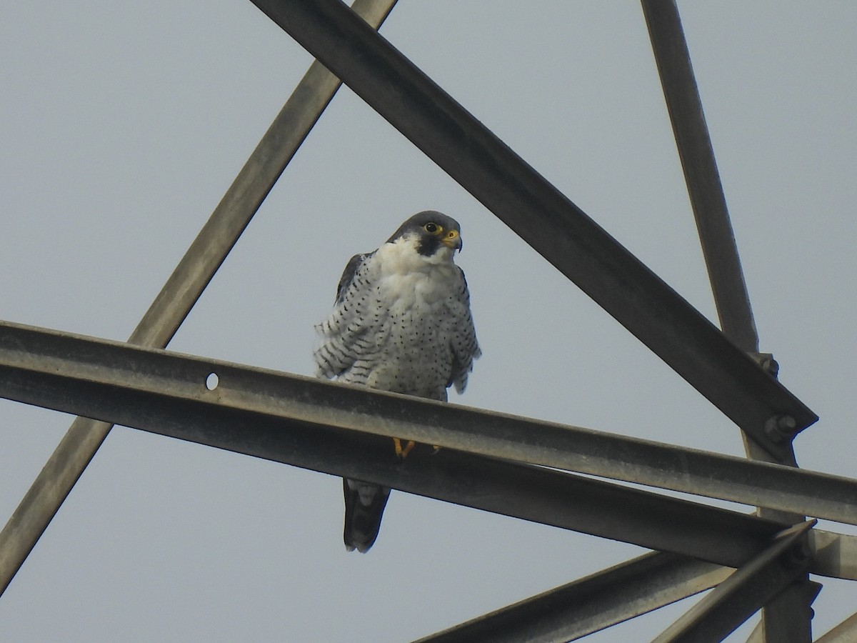 Peregrine Falcon - ML646034672