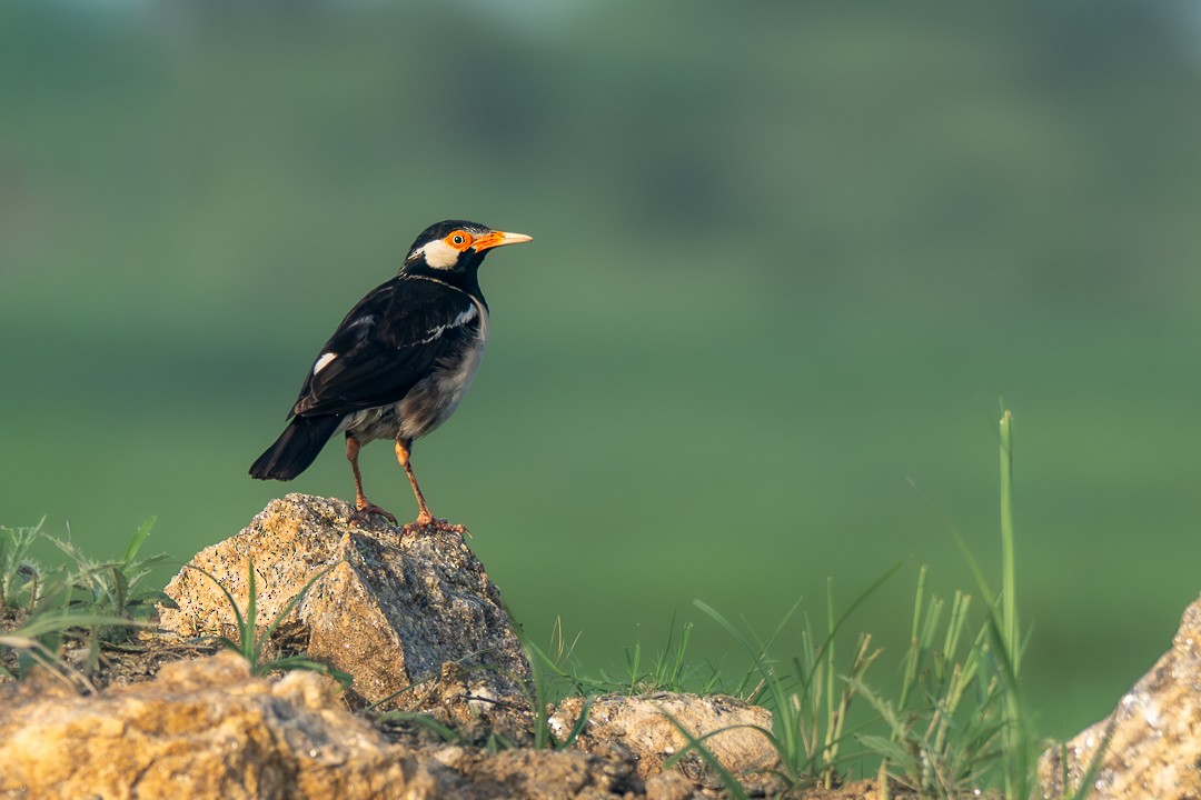 Indian Pied Starling - ML646034674
