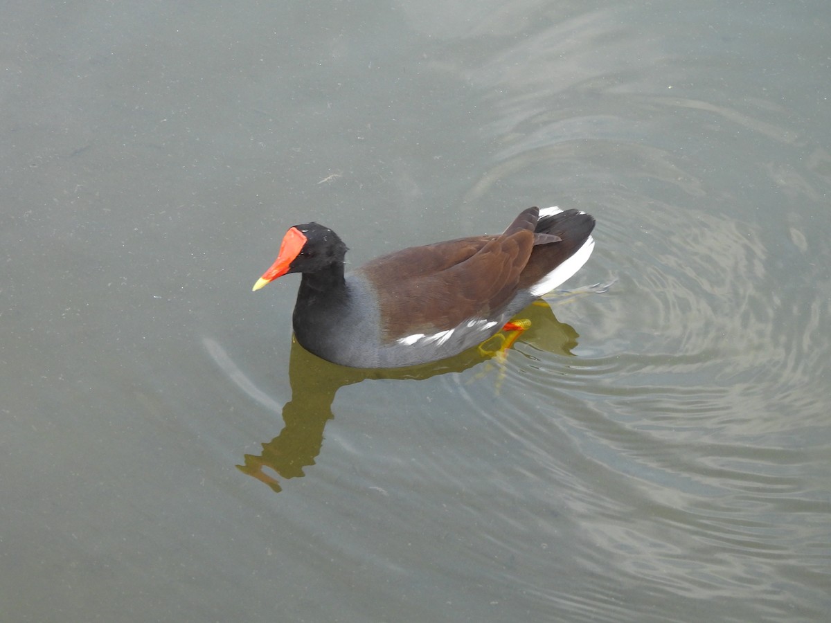 Common Gallinule - ML646034694