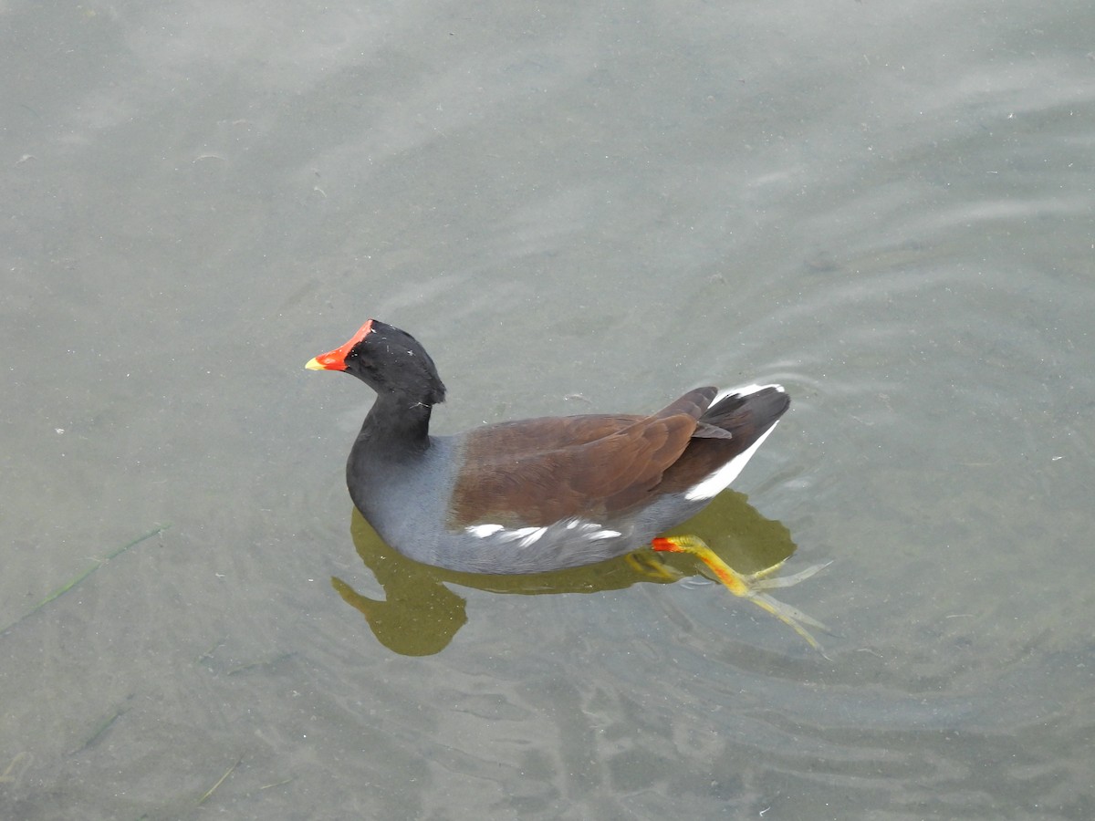 Common Gallinule - ML646034695
