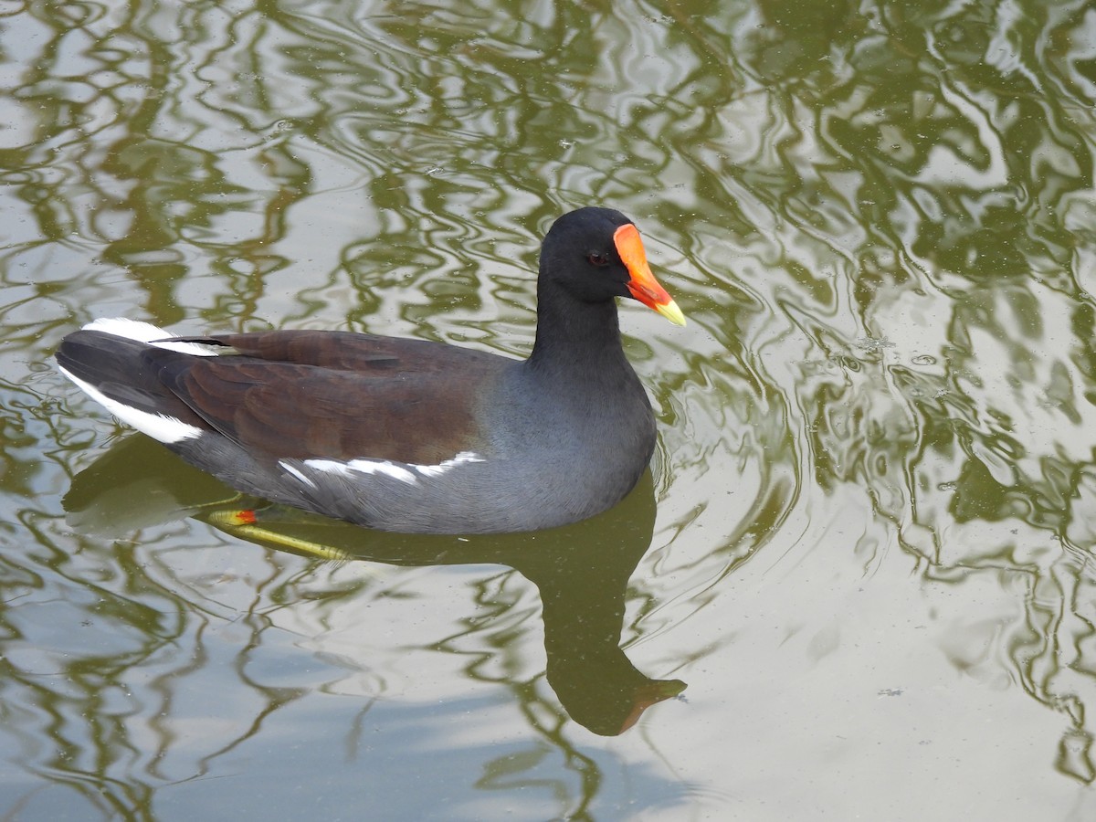 Common Gallinule - ML646034696