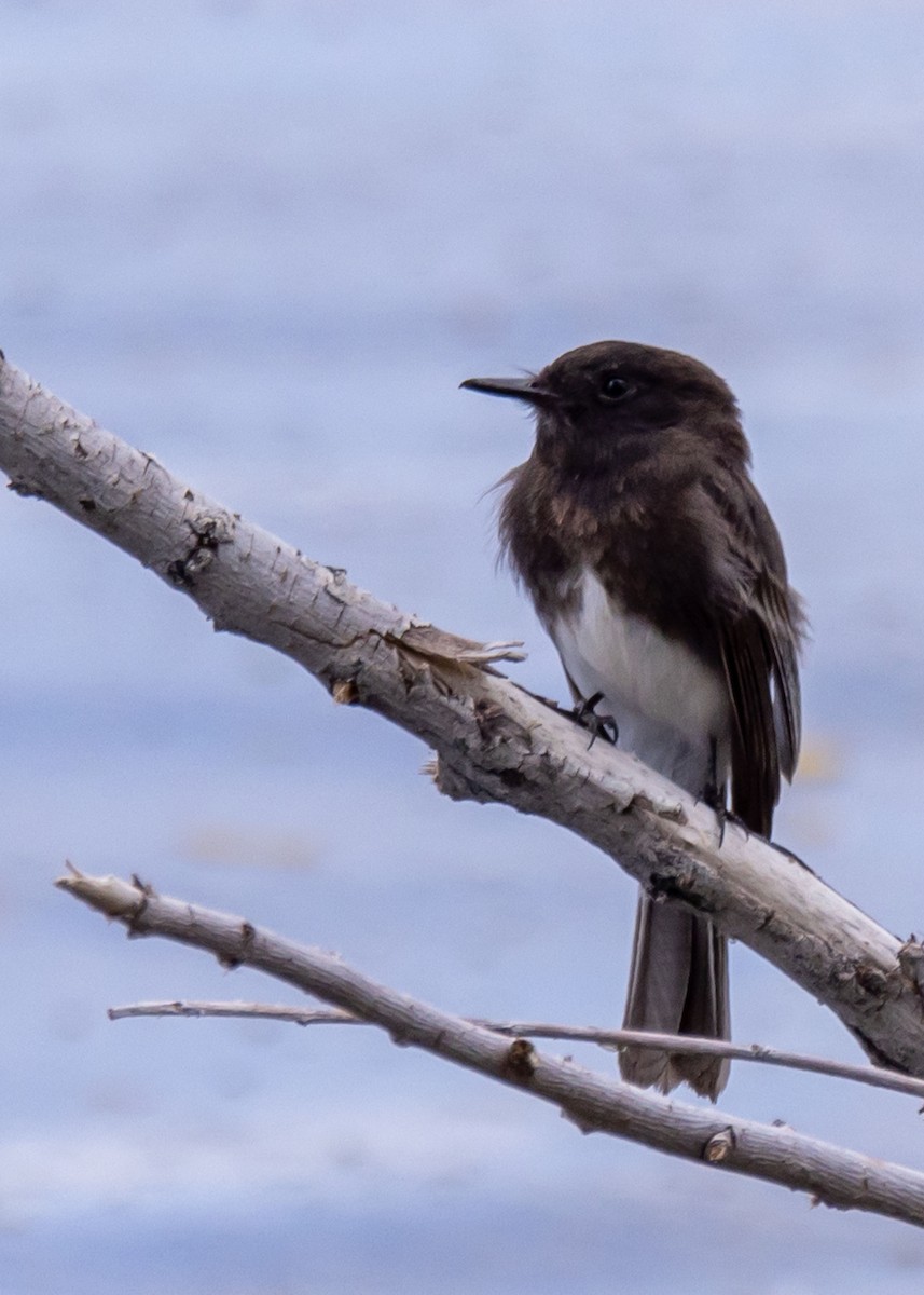 Black Phoebe - ML646034700