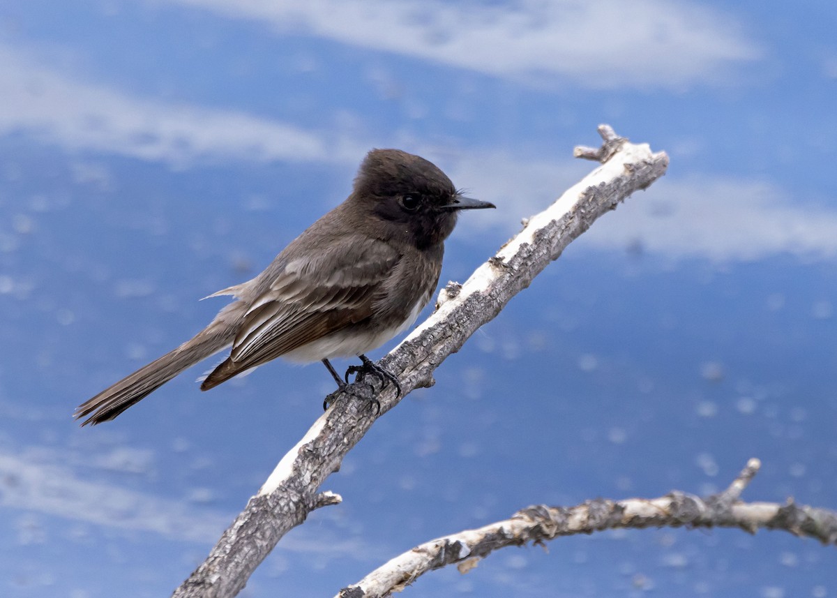 Black Phoebe - ML646034701