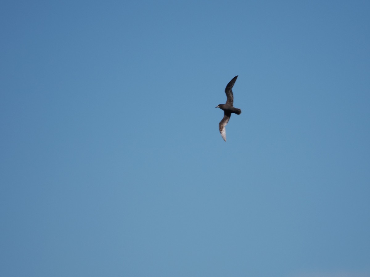 Gray-faced Petrel - ML646034706