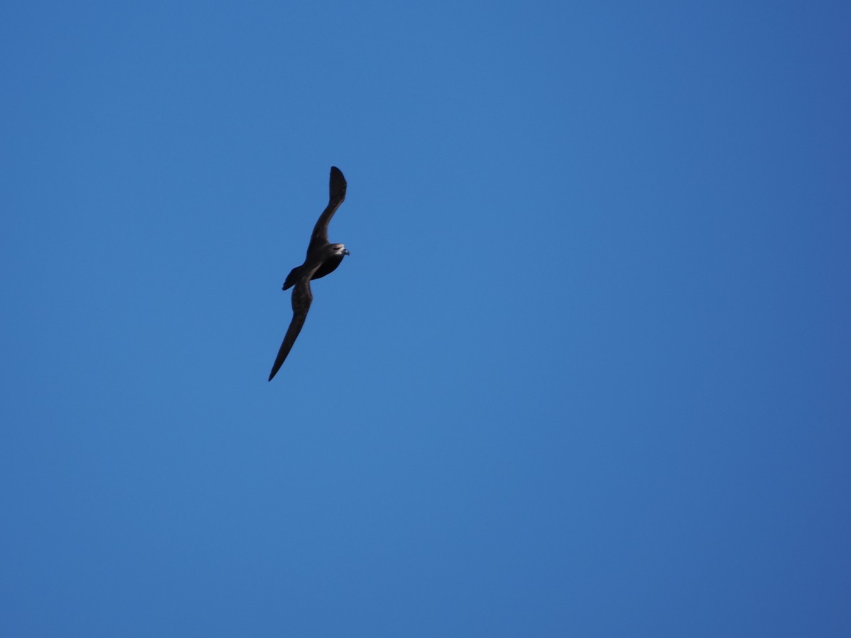 Gray-faced Petrel - ML646034710