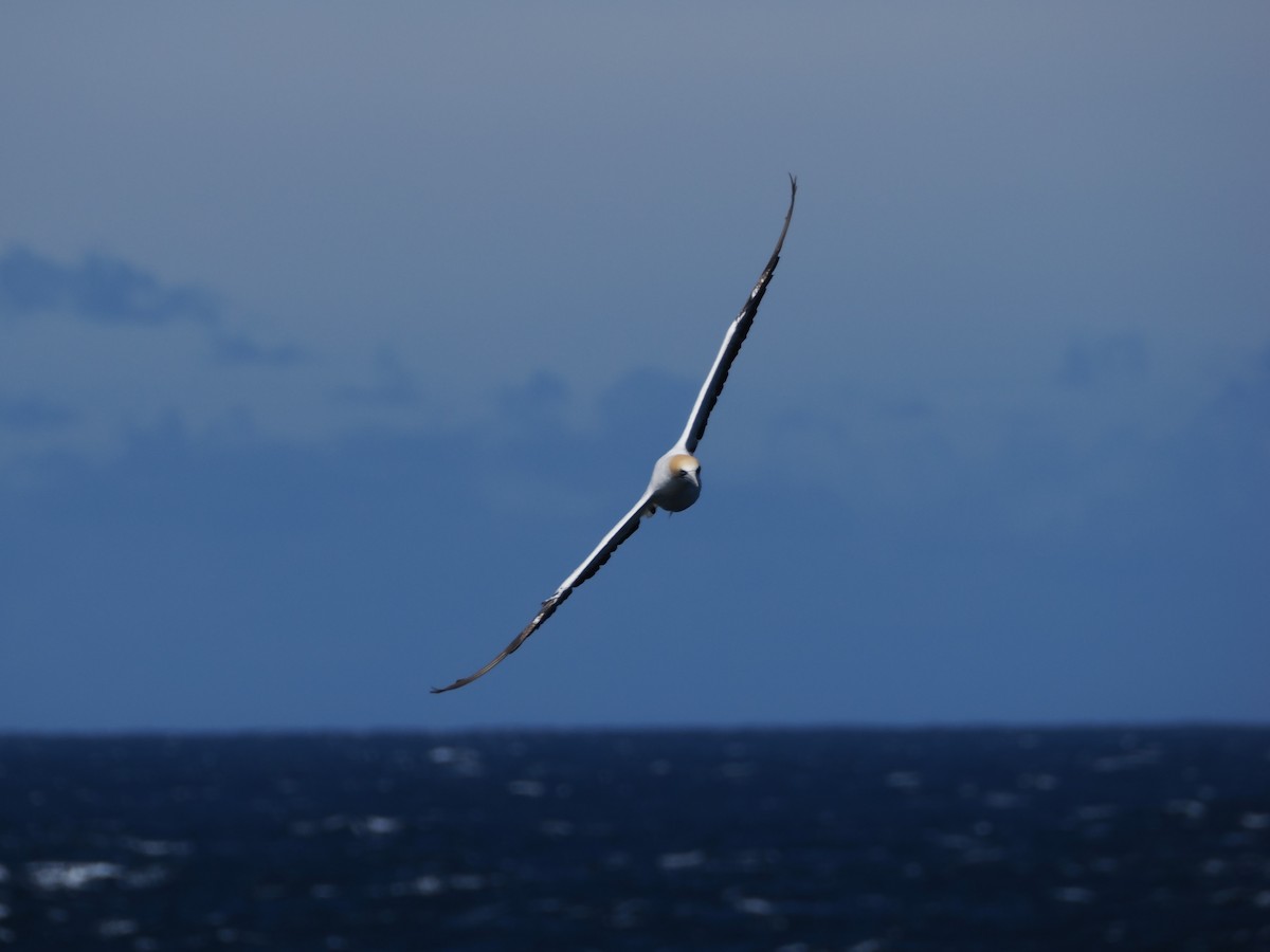 Australasian Gannet - ML646034721