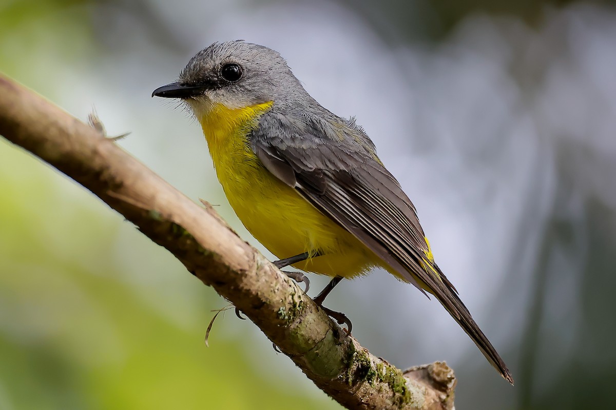 Doğulu Sarı Bülbül - ML646034724