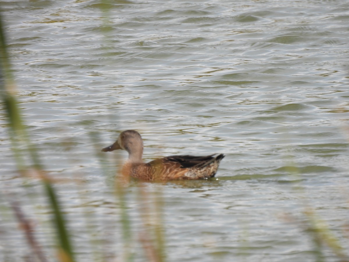 čírka modrokřídlá - ML646034726