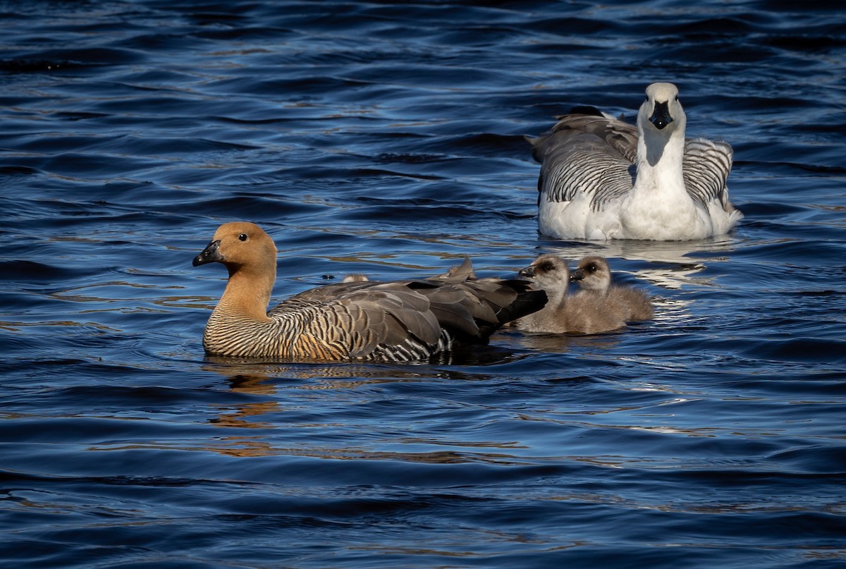Upland Goose - ML646034745