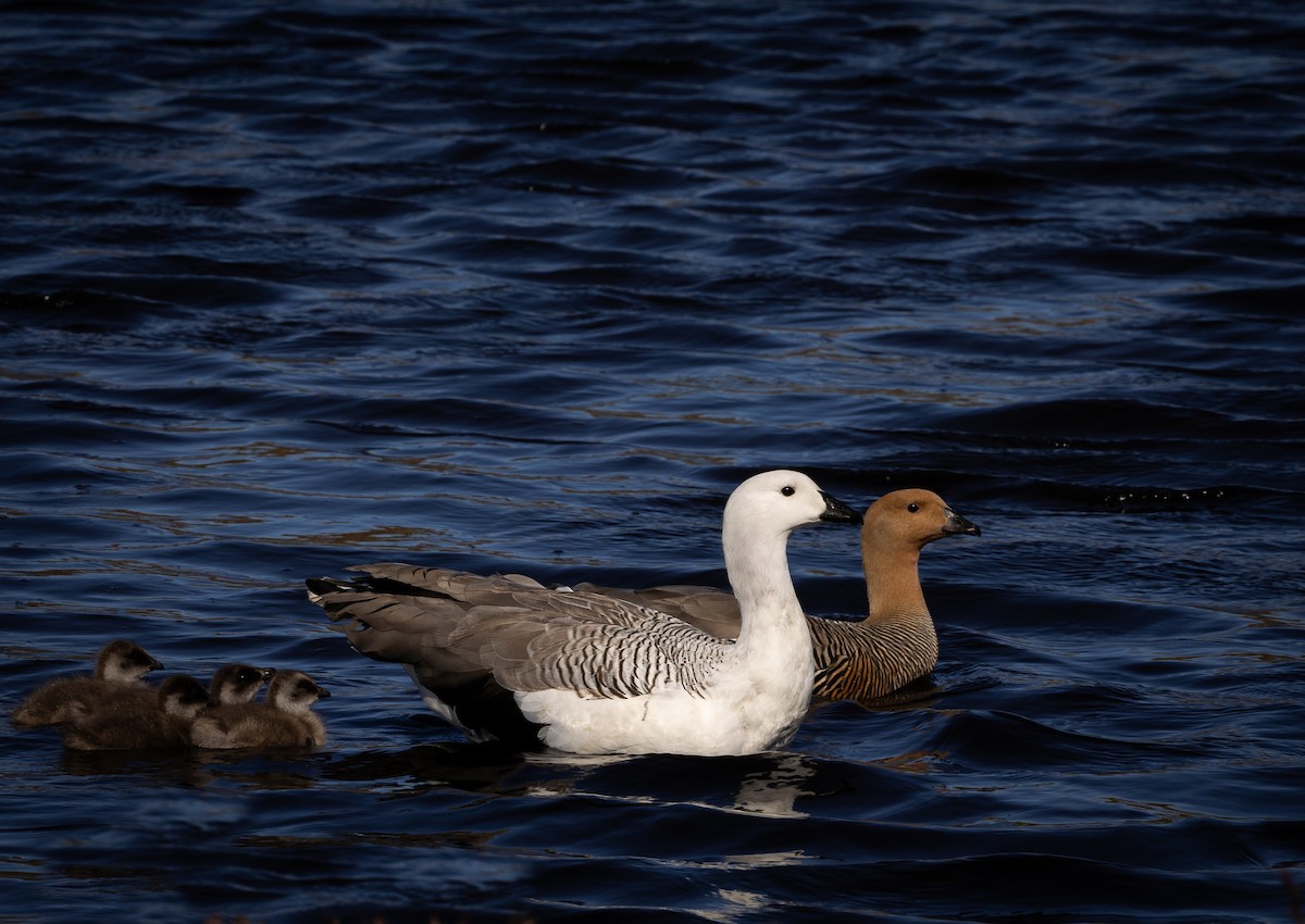 Upland Goose - ML646034746