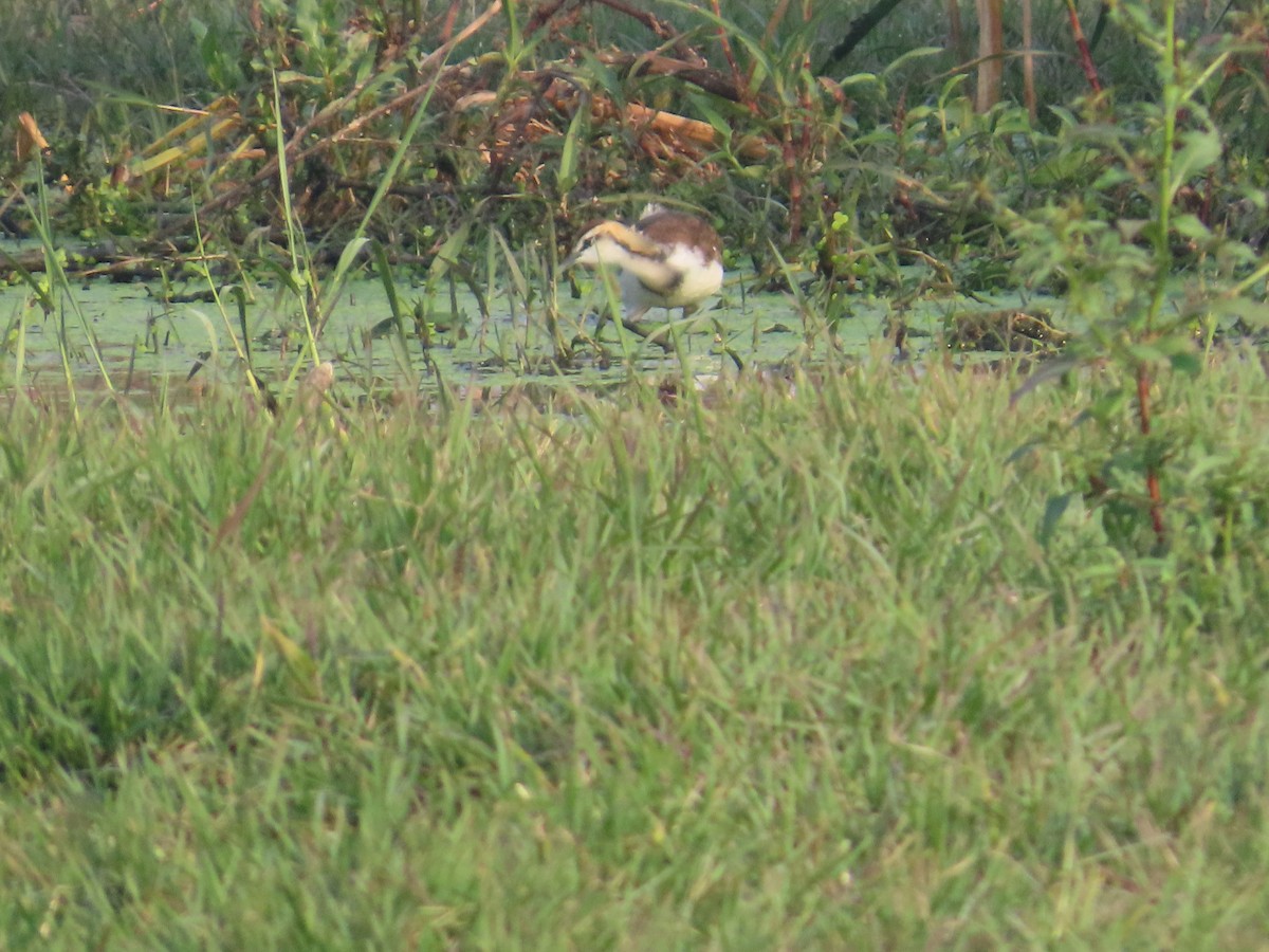 Pheasant-tailed Jacana - ML646034749