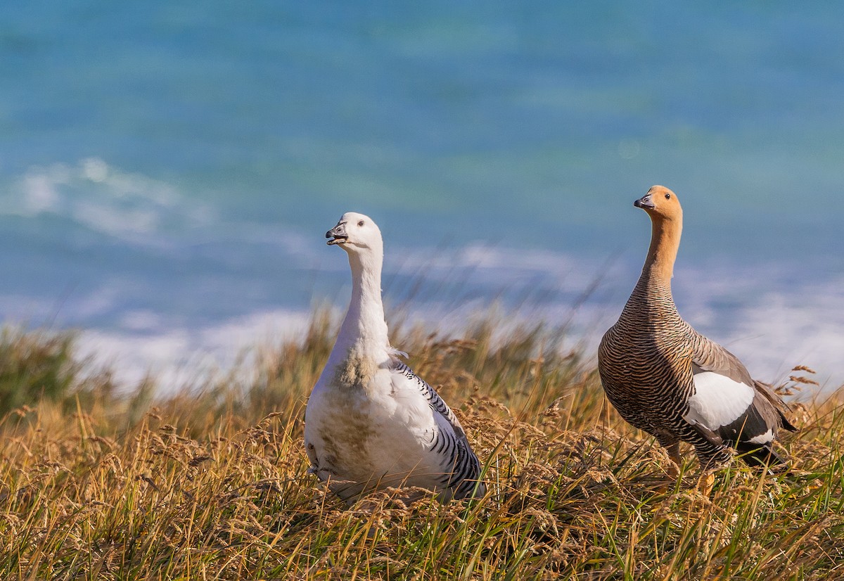 Upland Goose - ML646034751