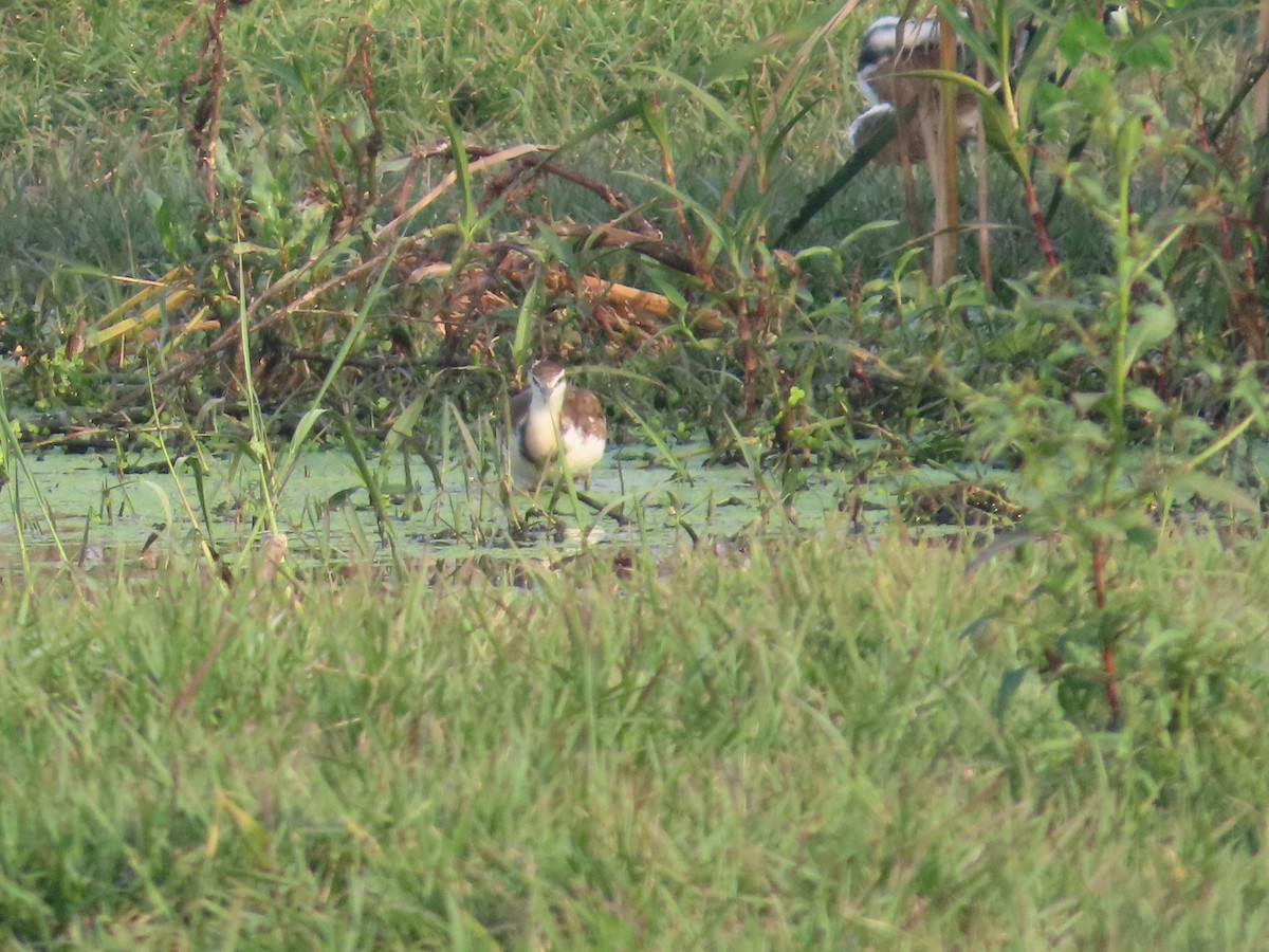 Pheasant-tailed Jacana - ML646034752