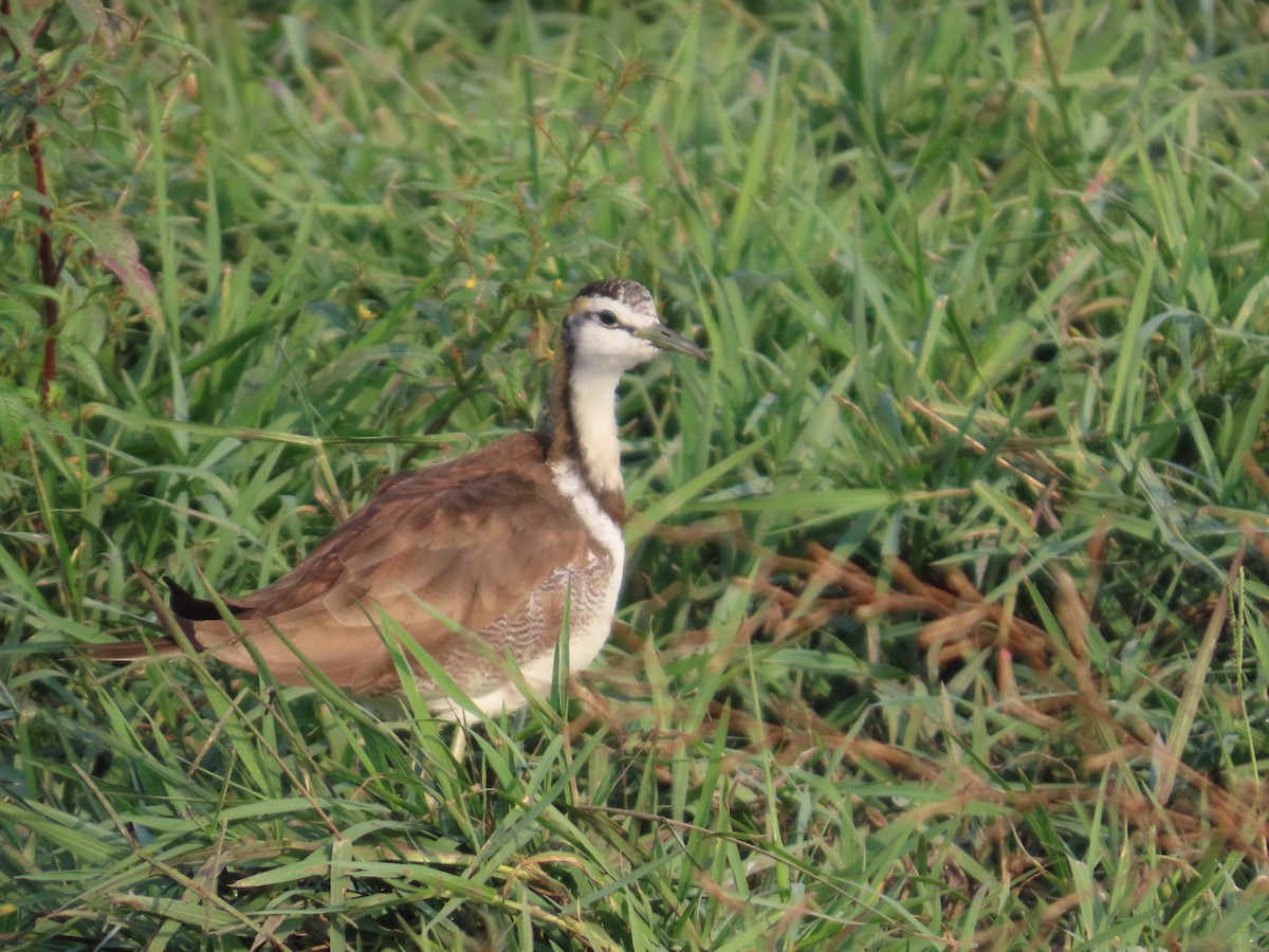 Pheasant-tailed Jacana - ML646034759