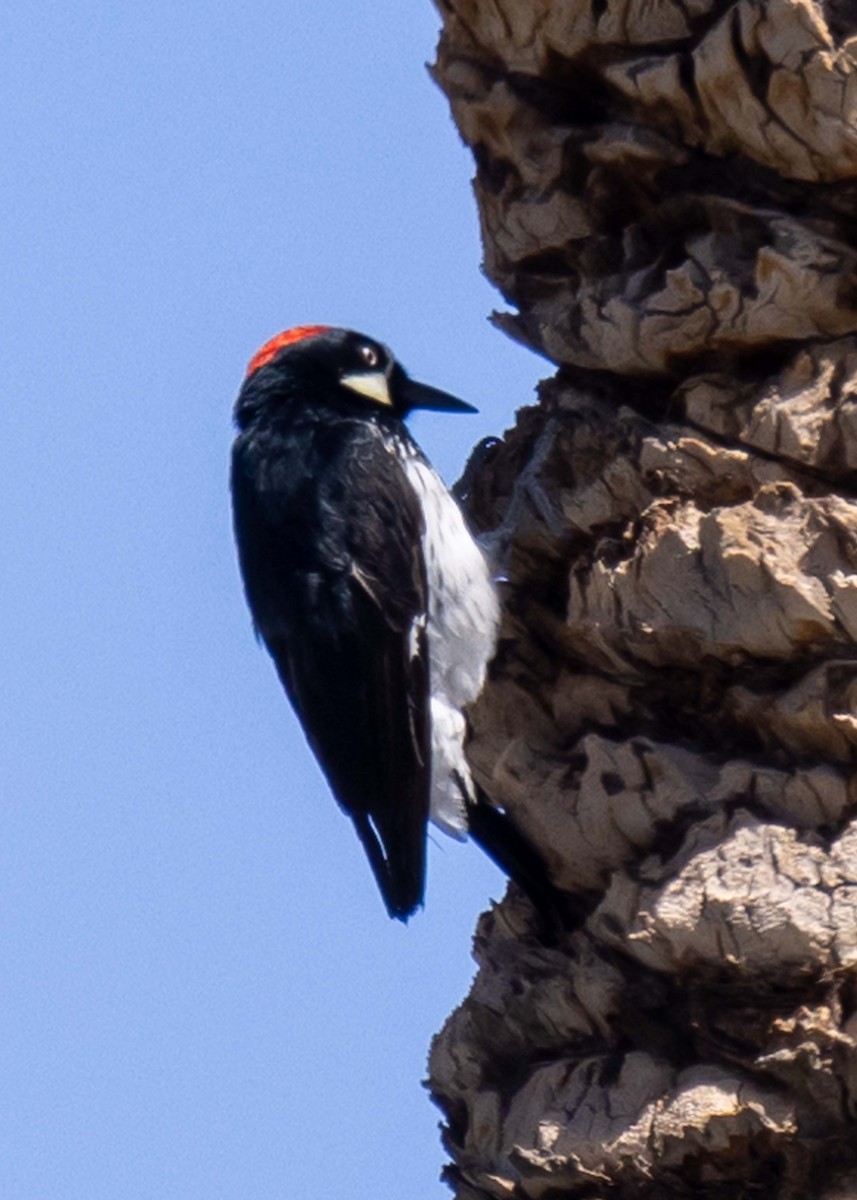 Acorn Woodpecker - ML646034760