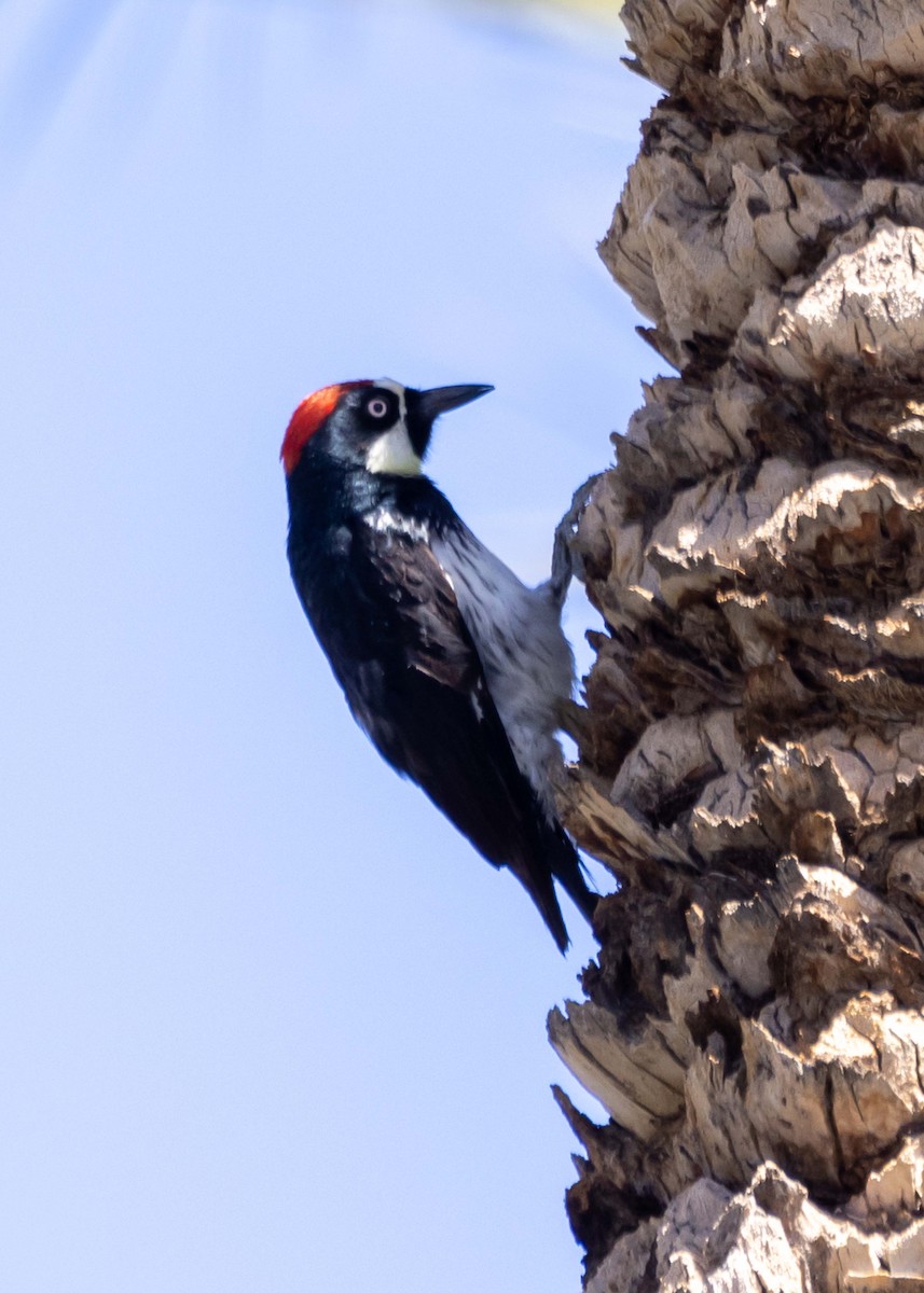 Acorn Woodpecker - ML646034761