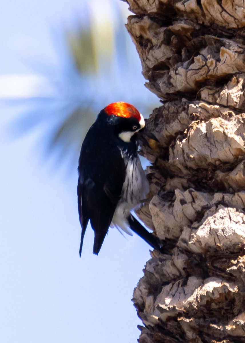 Acorn Woodpecker - ML646034762