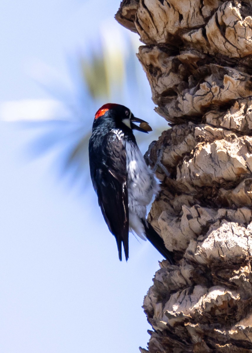 Acorn Woodpecker - ML646034763
