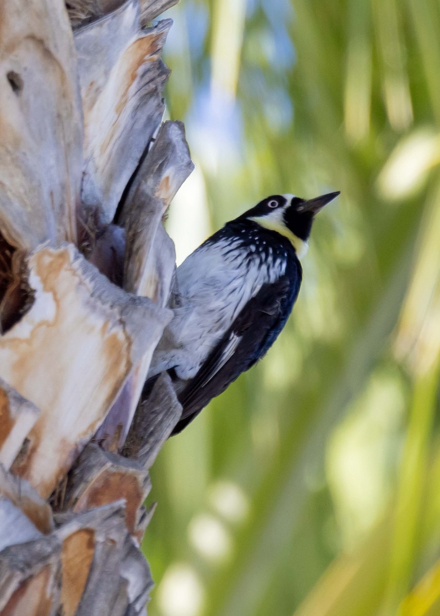 Acorn Woodpecker - ML646034764
