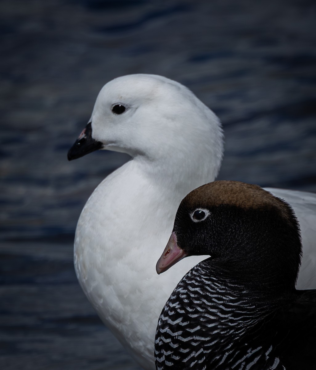 Kelp Goose - ML646034765