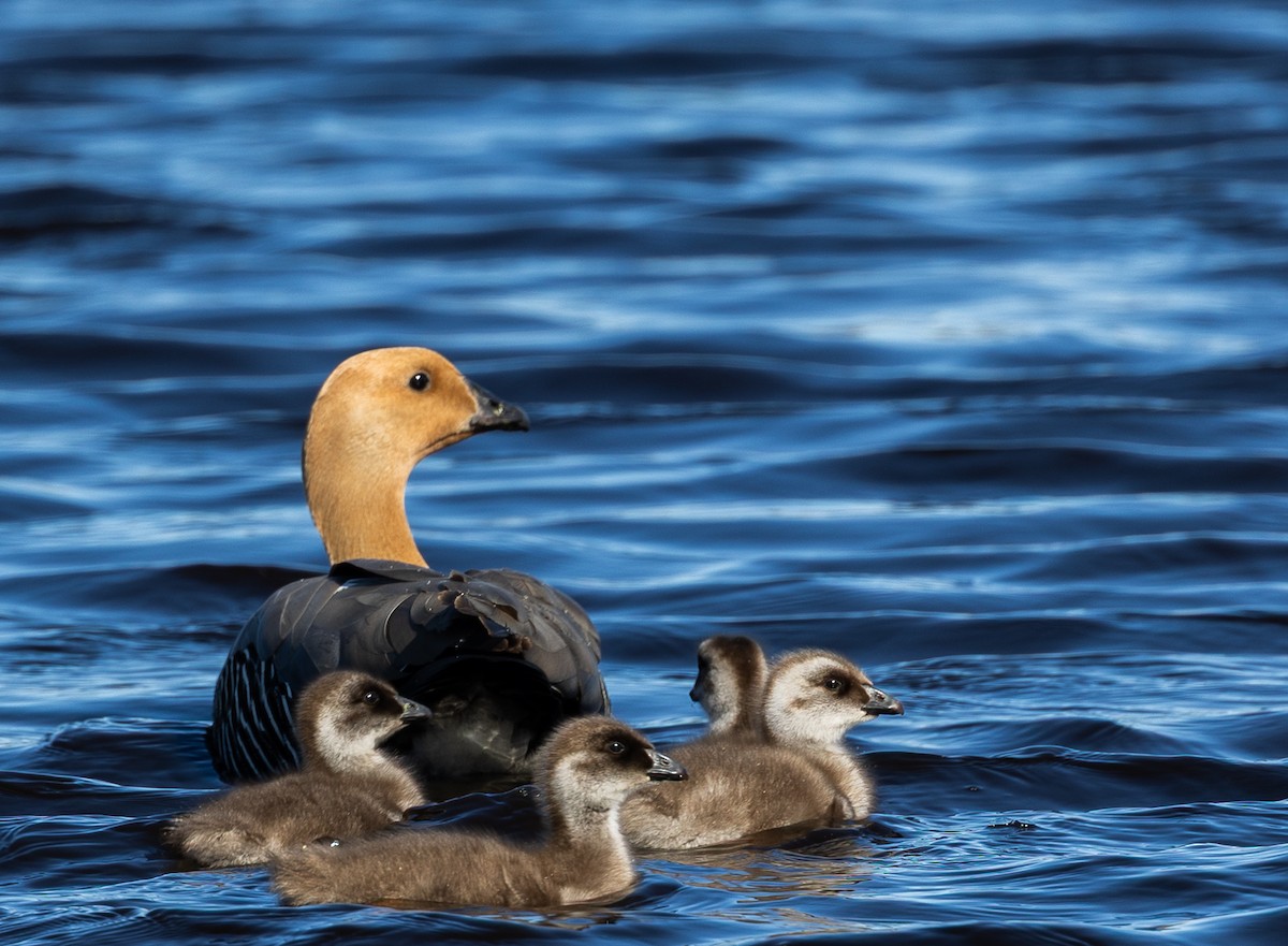 Kelp Goose - ML646034766
