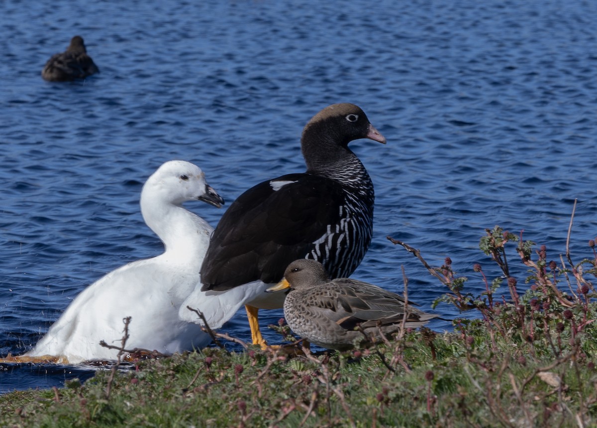 Kelp Goose - ML646034767